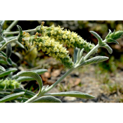 Thé de montagne Grecque – Plante de Sideritis syriaca