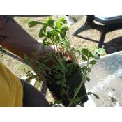 Absinthe (Artemisia) : Plante mdicinale lgendaire pour votre jardin