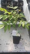 Arbre Maggi®" - Plante de Cedrela sinensis - Toona sinensis