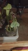 Sarracenia x 'Eva' - Plante carnivore rustique