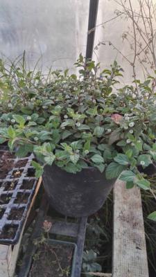 Plante de Lippia Dulcis : L'Herbe à Sucre Azteque | Le Jardin Ethnobotanique