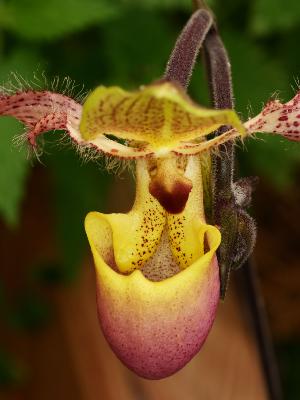 Les Orchidées Exotiques et Captivantes
