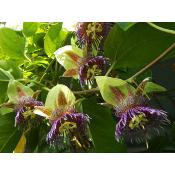 Pomme calebasse - Plant de Passiflore Passiflora maliformis