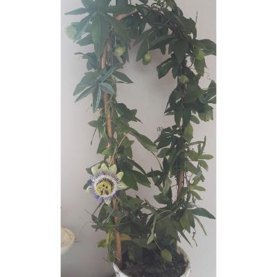 Passiflore bleue – Plante de Passiflora caerulea