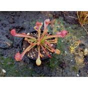 Sarracenia psittacina - Plante carnivore tube rustique