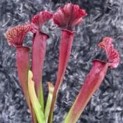 Sarracenia x Judith Hindle - Plante carnivore rare