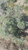 Artemisia absinthium - Absinthe séchée