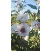 Guimauve – Plante d'Althaea officinalis et culture