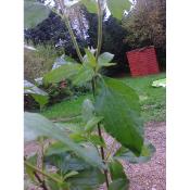 Herbe du rêve Plante de Calea zacatechichi (le vrai, l'amer)