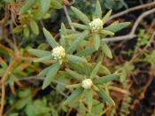 Thé du Labrador – Plante de Ledum groenlandicum - Rhododendron groenlandicum