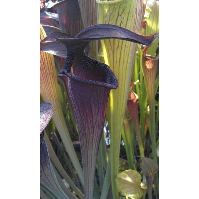 Sarracenia alata "Black tube" - Plante carnivore Tubes noirs