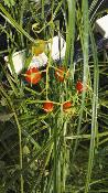 Tomate sauvage - Plant de Lycopersicon species