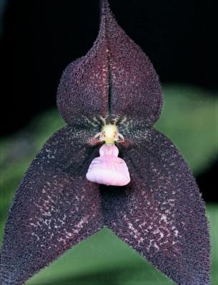 Dracula roezlii - Orchidée tête de singe