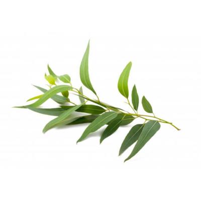 Huile essentielle Eucalyptus radiata 100% naturelle