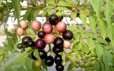 Kaloupilé ou Arbre à curry – Plante arbuste de Murraya koenigii
