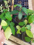 Cacao - Cacaoyer – Plante de Theobroma cacao