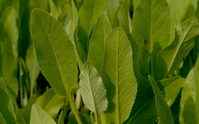 Menthe coq – Plante de Tanacetum balsamita