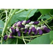 Pois Mascate (Atmagupta) – Plante de Mucuna pruriens