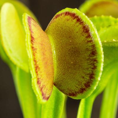 Sans dents - Dionée piège attrape mouche - Plante carnivore Dionaea muscipula