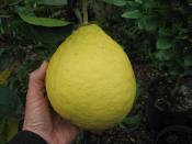 Citron Ponderosa – Plante de Citronnier à fruits énormes !