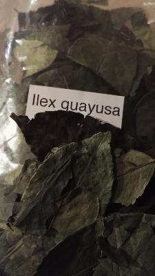 Ilex guayusa