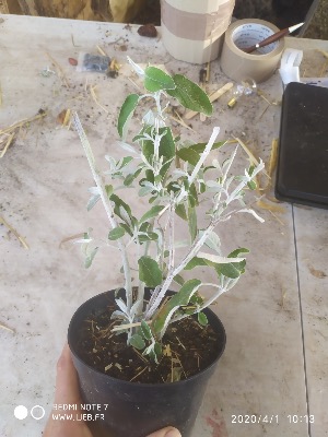 Sauge Cassis - Plante aromatique de Salvia discolor