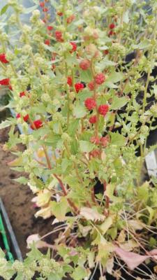 Chenopodium capitatum - Plant Epinard-Fraise