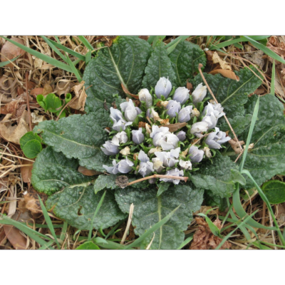 Mandragore – Plante de Mandragora officinalis ou automnalis