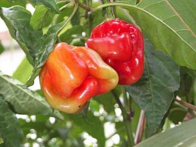 Piment Bonda Man Jack - Plant de Capsicum frutescens