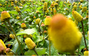Bred mafana – Plante de Spilanthes acmella / Acmella oleracea