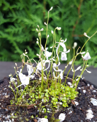 Utricularia sandersonii - Plante carnivore rare