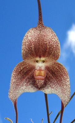 Orchidée tête de singe - Plant Dracula psittacina