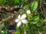 Fleur d'oranger Mexicain - Plant Choisya ternata