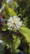Pois bouton - Plant Cephalanthus occidentalis