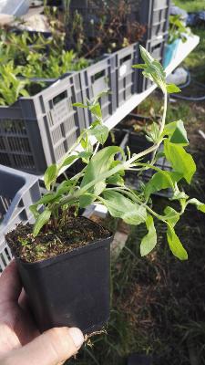 Saponaire "savon végétal" – Plante de Saponaria officinalis