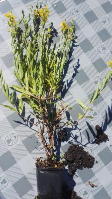 Sinicuichi - Plante de Heimia salicifolia
