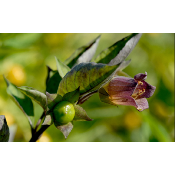 Plante rare: Belladone - Atropa belladonna | Le Jardin Ethnobotanique - Achat, Vente et Culture