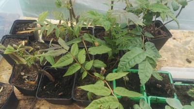 Arbre Maggi®" - Plante de Cedrela sinensis - Toona sinensis
