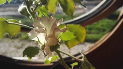 Coton – Plante de Gossypium herbaceum