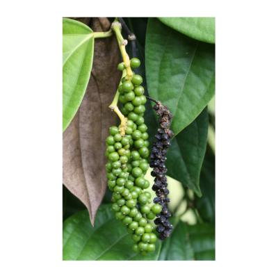 Poivre noir - Plant de poivrier Piper nigrum