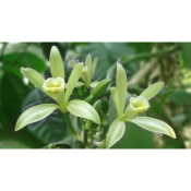 Vanille - Vanilla flagrans plante