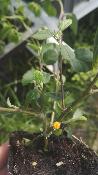 Chatushitya / Bala – Plante de Sida cordifolia
