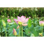 Lotus rose - Pétales de Nelumbo nucifera