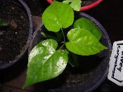 Ololiuqui – Plante de Rivea (Turbina) corymbosa