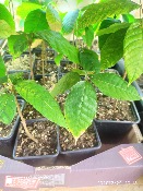 Cacao - Cacaoyer – Plante de Theobroma cacao