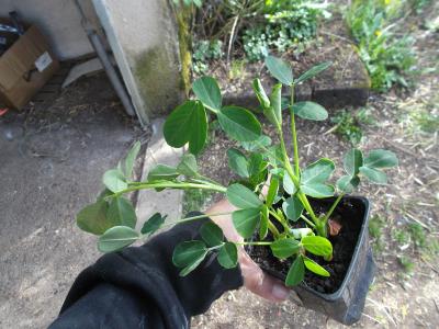 Arachide - Plant d'Arachis hypogaea et guide de culture