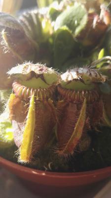 Cephalotus follicularis - Plante carnivore cruche d'Albany