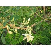 Moringa oleifera - Feuilles en vrac sèches 