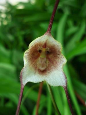 Dracula Carlueri- Orchidée tête de singe