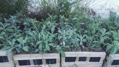 Salvia apiana -  Graines de Sauge blanche 